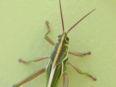 Staleochlora viridicata