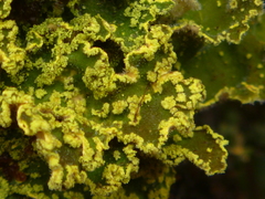 Crocodia rubella