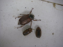 Rhizotrogus aestivus