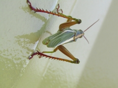 Staleochlora viridicata