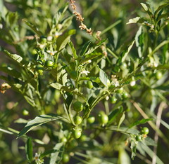 Solanum pseudocapsicum