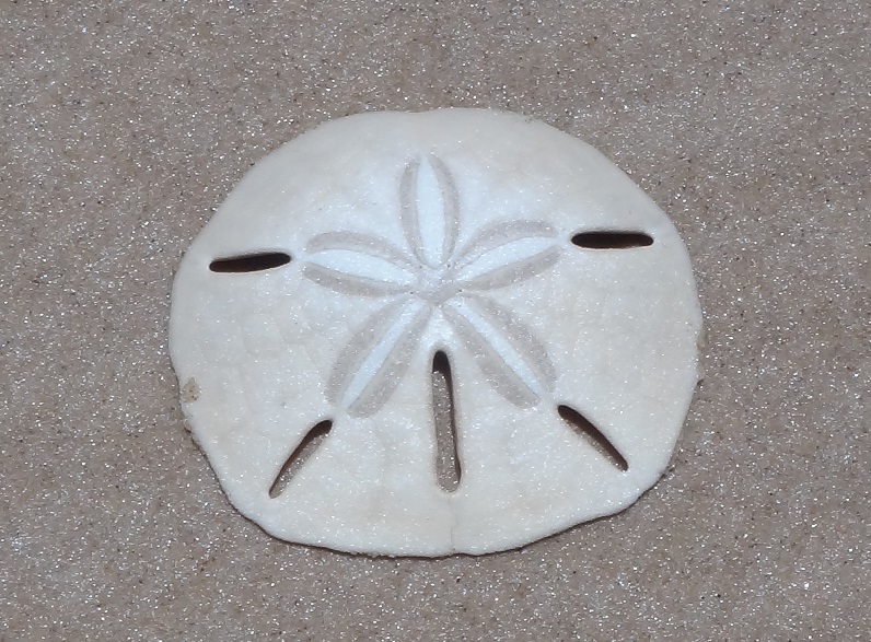 Five-slotted Sand Dollar (Mellita quinquiesperforata) · iNaturalist