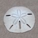 Five-slotted Sand Dollar - Photo (c) Bruno Cardoso, some rights reserved (CC BY-NC), uploaded by Bruno Cardoso