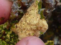 Crocodia rubella