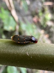 Phymatostetha triseriata