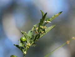 Solanum pseudocapsicum