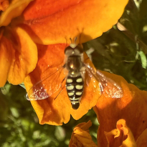 Unknown species found near Anderson Pl SE, Albuquerque, NM, US