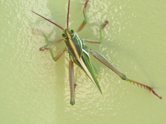 Staleochlora viridicata