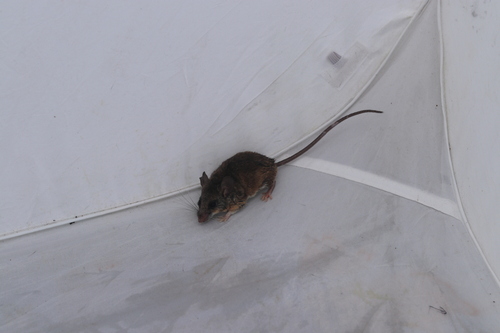 Tamaulipas White-ankled Deermouse (Peromyscus collinus)