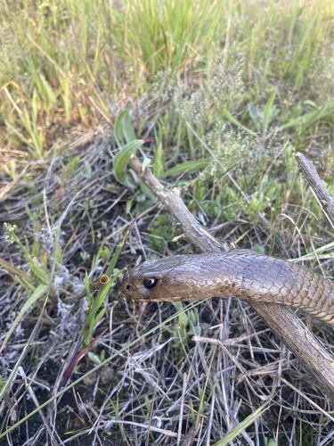 Eastern Brown Snake sighting