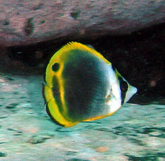 Chaetodon flavirostris