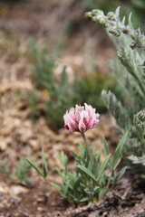 Trifolium dasyphyllum