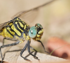 Austrogomphus australis