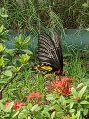 Troides aeacus formosanus