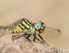 Austrogomphus australis