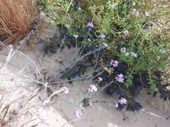 Malcolmia littorea
