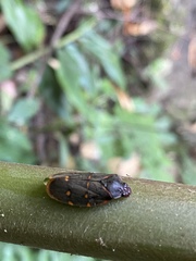 Phymatostetha triseriata