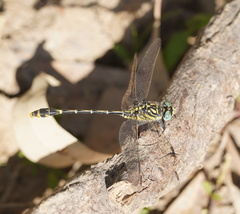 Austrogomphus australis