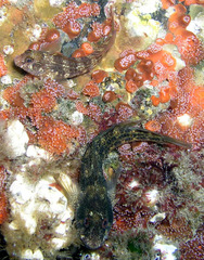 Parablennius intermedius