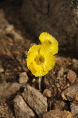 Ranunculus adoneus