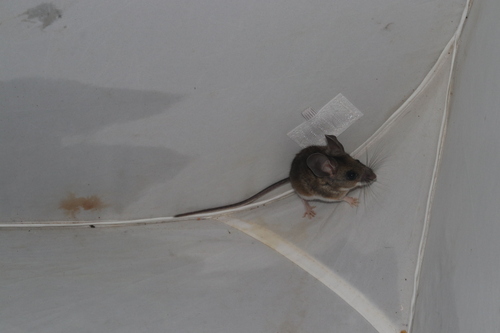 Southern Rock Deermouse (Peromyscus difficilis)