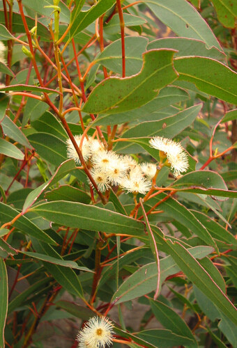 Eucalyptus fracta