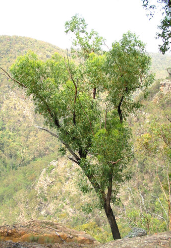 Eucalyptus fracta 2