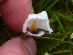 Mazus radicans
