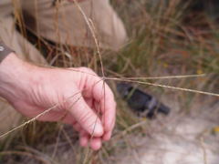 Chloris texensis