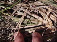 Chloris texensis