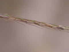 Chloris texensis