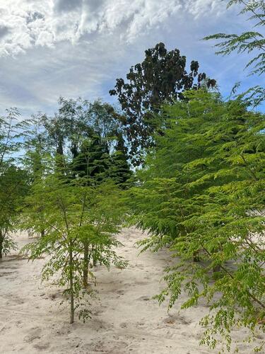 Moringa oleifera iNat (2)