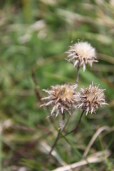 Carlina vulgaris