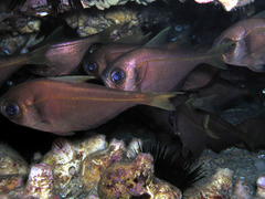 Pempheris compressa