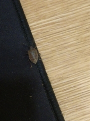 Halyomorpha halys