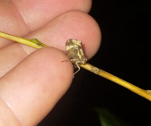 Cotylana angustifrons, 2025-10-27