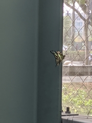 Graphium agamemnon agamemnon