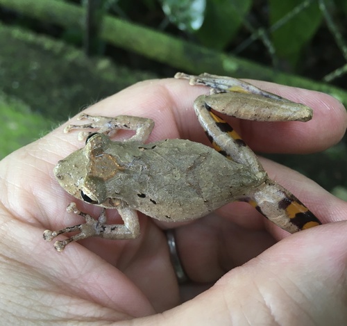 Caracas Snouted Treefrog