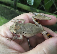 Scinax rostratus