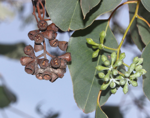 Enmore Blue Box (Eucalyptus magnificata)