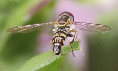 Unknown species found near Airlie, Wilmington, NC 28403, USA