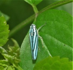 Poecilocarda cosmopolita