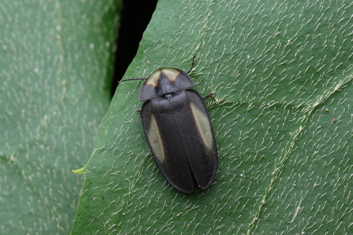 Lucernuta savignii