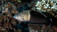 Clown Wrasse photo 4