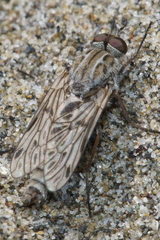 Anabarhynchus nebulosus