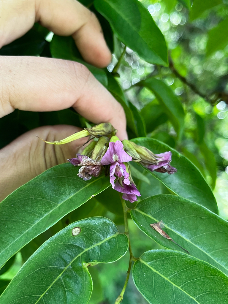 Poecilanthe grandiflora