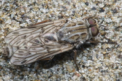 Anabarhynchus nebulosus