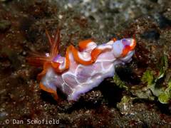 Hypselodoris iacula