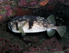 Dicotylichthys punctulatus