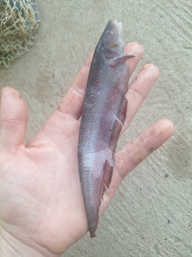 Bonaparte's ghost knifefish (Apteronotus bonapartii) — Apteronotidae